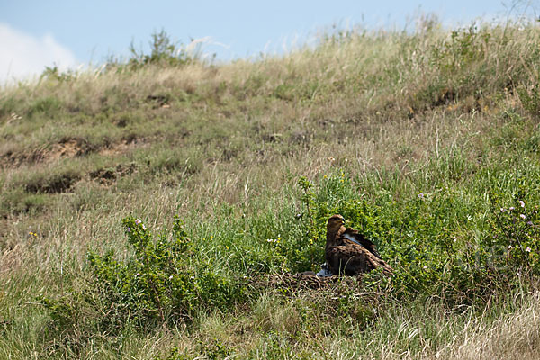 Steppenadler (Aquila nipalensis)