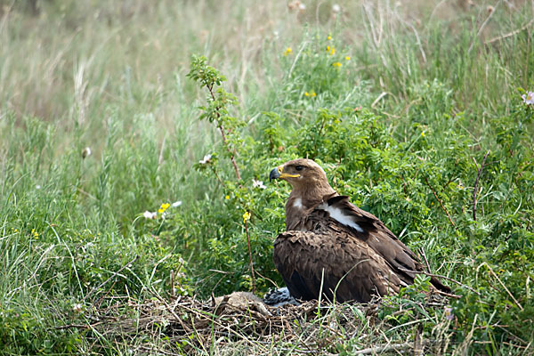 Steppenadler (Aquila nipalensis)