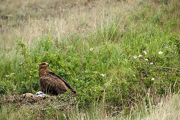 Steppenadler (Aquila nipalensis)