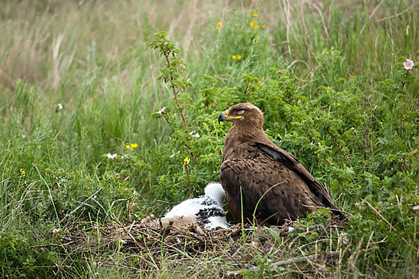 Steppenadler (Aquila nipalensis)