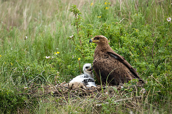 Steppenadler (Aquila nipalensis)