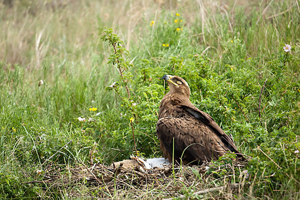 Steppenadler (Aquila nipalensis)