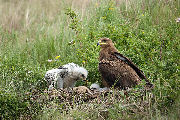 Steppenadler (Aquila nipalensis)