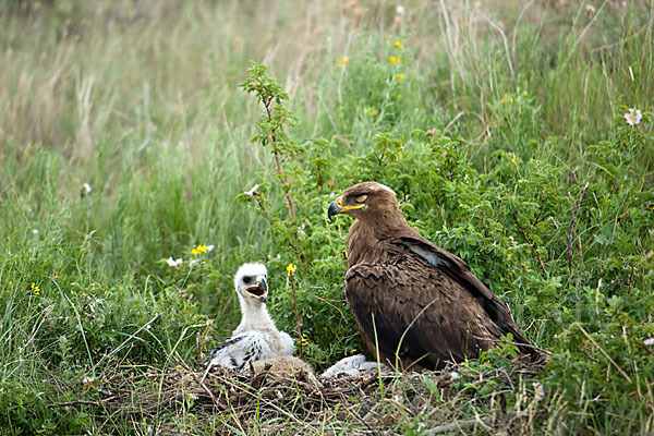 Steppenadler (Aquila nipalensis)