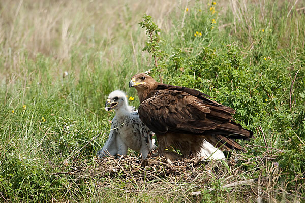 Steppenadler (Aquila nipalensis)