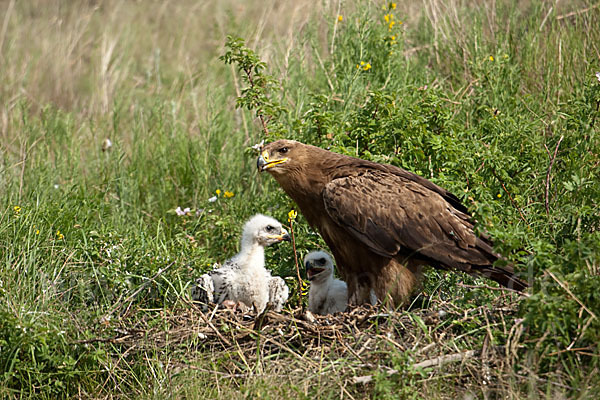 Steppenadler (Aquila nipalensis)