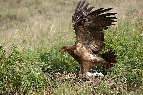 Steppenadler (Aquila nipalensis)