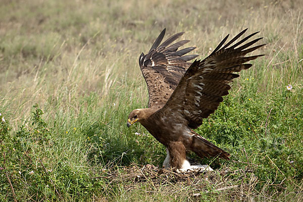 Steppenadler (Aquila nipalensis)