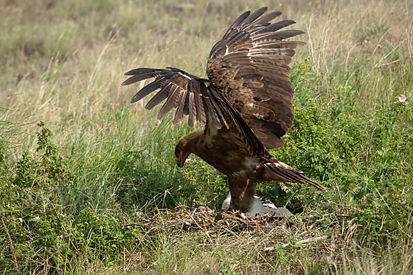 Steppenadler (Aquila nipalensis)