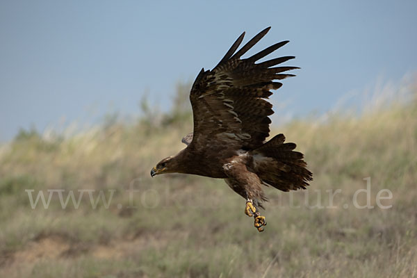 Steppenadler (Aquila nipalensis)