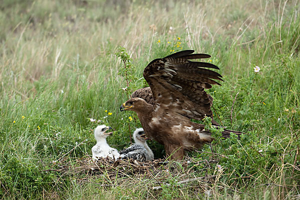 Steppenadler (Aquila nipalensis)