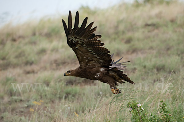 Steppenadler (Aquila nipalensis)