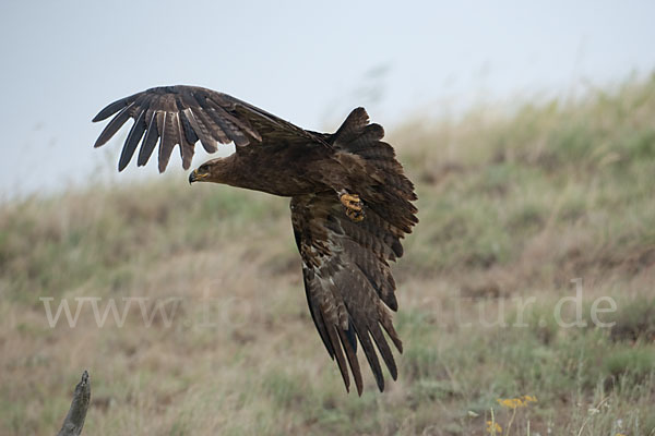 Steppenadler (Aquila nipalensis)