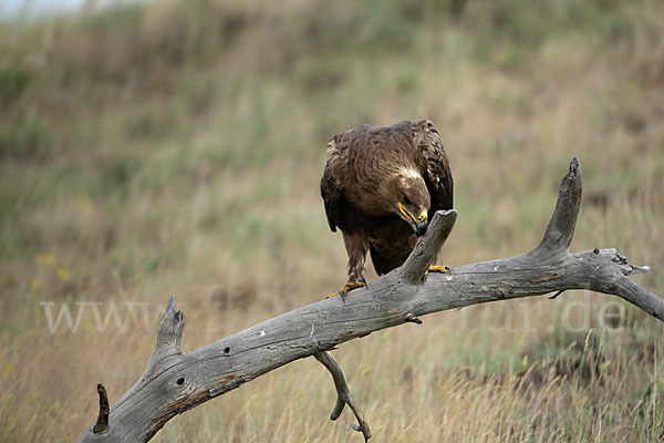 Steppenadler (Aquila nipalensis)