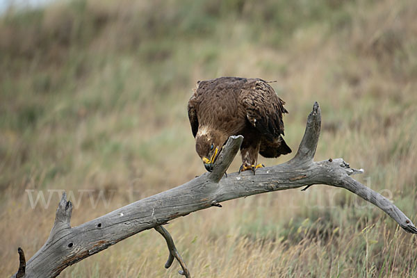 Steppenadler (Aquila nipalensis)