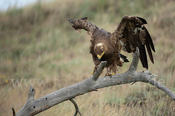 Steppenadler (Aquila nipalensis)