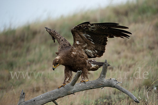 Steppenadler (Aquila nipalensis)