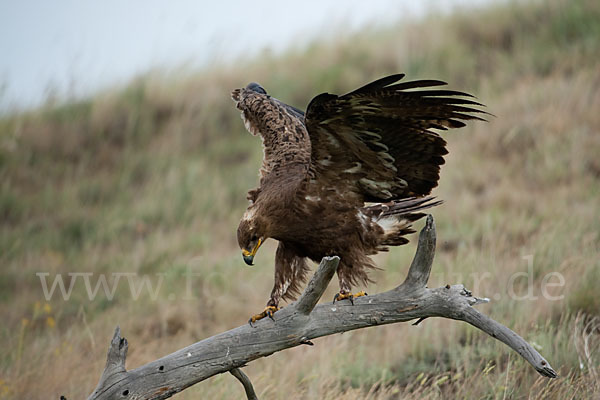 Steppenadler (Aquila nipalensis)