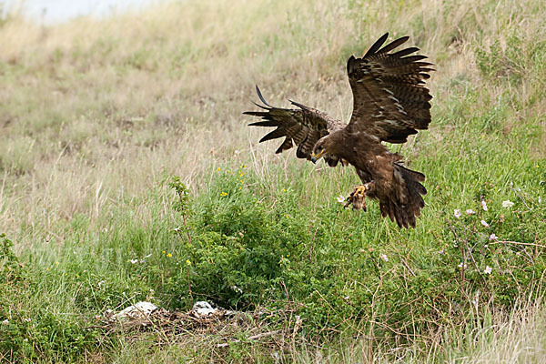 Steppenadler (Aquila nipalensis)