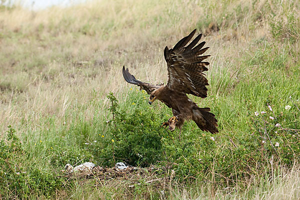 Steppenadler (Aquila nipalensis)