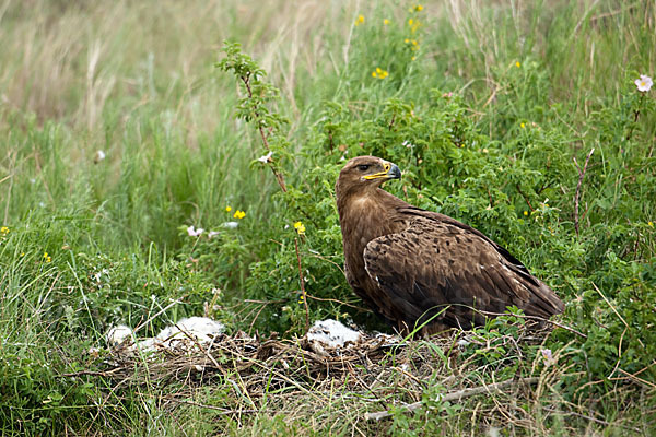 Steppenadler (Aquila nipalensis)