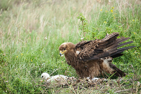 Steppenadler (Aquila nipalensis)