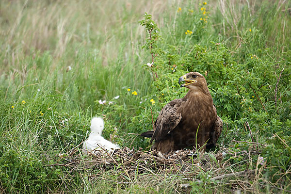 Steppenadler (Aquila nipalensis)