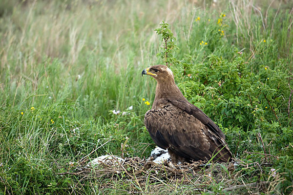 Steppenadler (Aquila nipalensis)