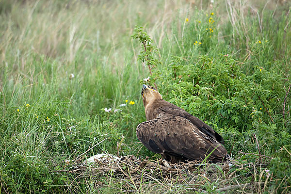 Steppenadler (Aquila nipalensis)