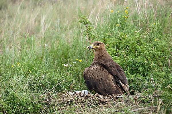 Steppenadler (Aquila nipalensis)