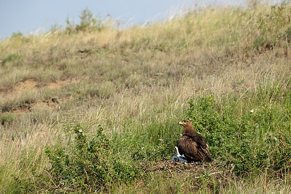 Steppenadler (Aquila nipalensis)