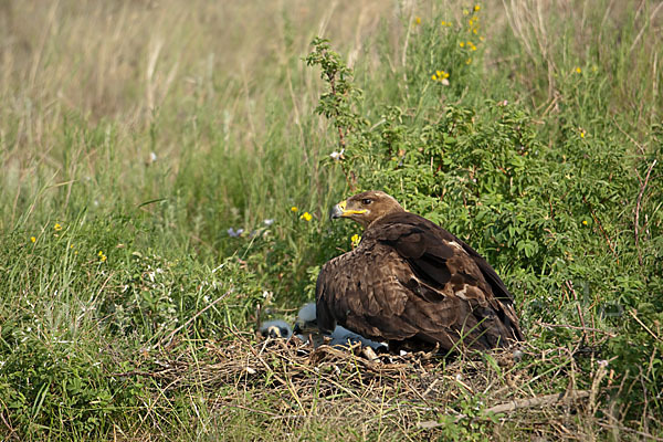 Steppenadler (Aquila nipalensis)