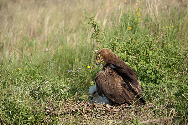 Steppenadler (Aquila nipalensis)