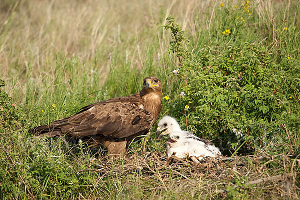 Steppenadler (Aquila nipalensis)