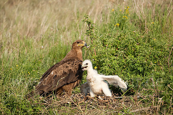 Steppenadler (Aquila nipalensis)