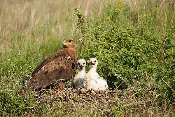 Steppenadler (Aquila nipalensis)