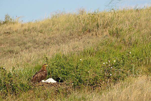 Steppenadler (Aquila nipalensis)