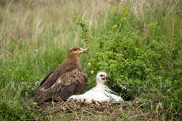 Steppenadler (Aquila nipalensis)