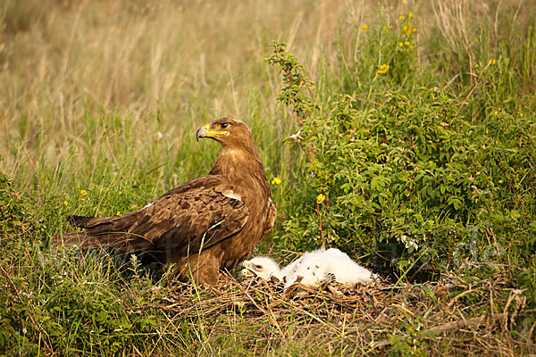 Steppenadler (Aquila nipalensis)