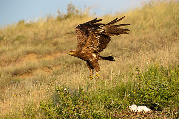 Steppenadler (Aquila nipalensis)