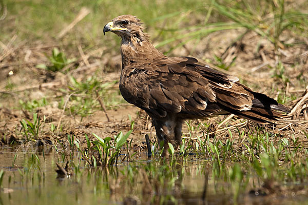 Steppenadler (Aquila nipalensis)