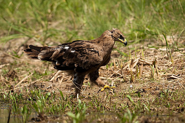 Steppenadler (Aquila nipalensis)