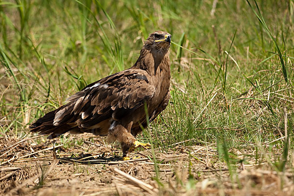 Steppenadler (Aquila nipalensis)