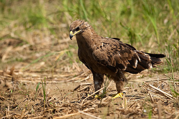 Steppenadler (Aquila nipalensis)