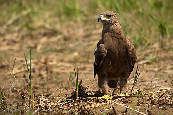 Steppenadler (Aquila nipalensis)