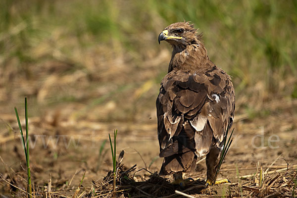 Steppenadler (Aquila nipalensis)