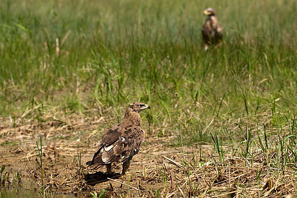 Steppenadler (Aquila nipalensis)