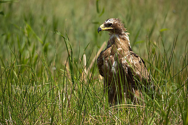 Steppenadler (Aquila nipalensis)