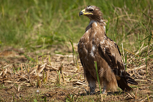 Steppenadler (Aquila nipalensis)