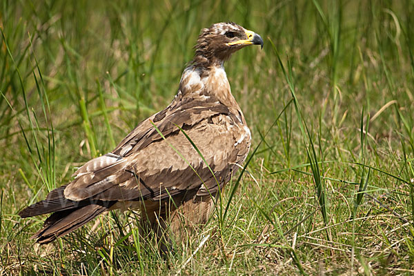 Steppenadler (Aquila nipalensis)